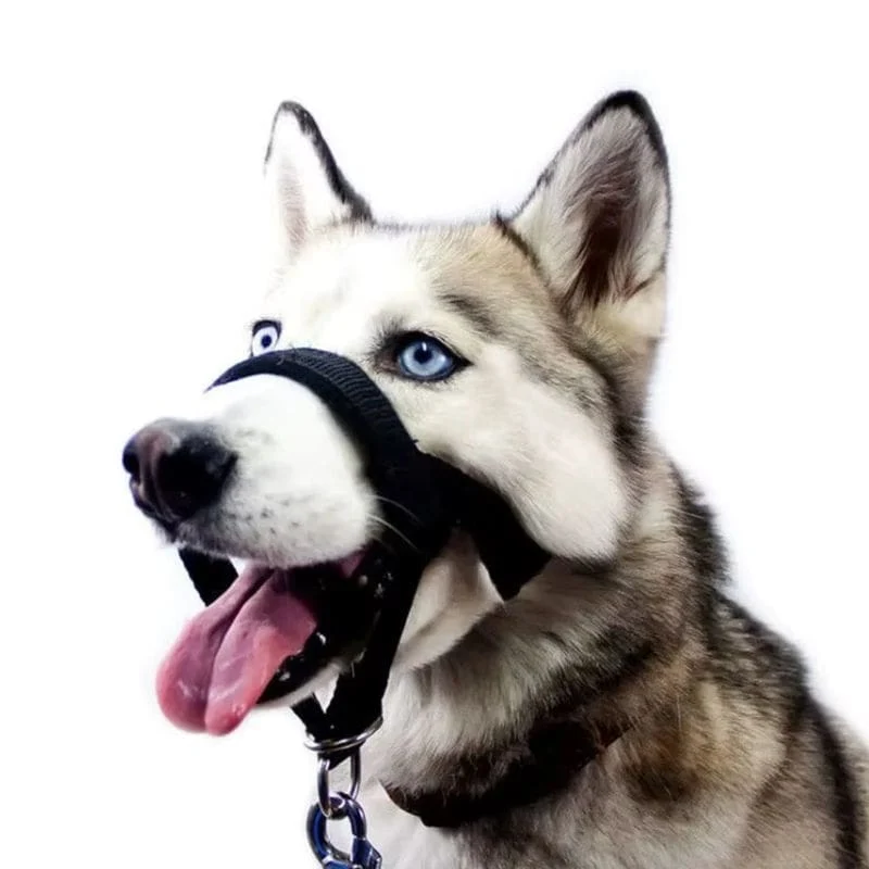 Museliere pour Chien Licol